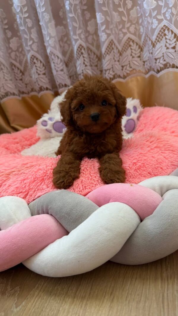 Nolan Toy Poodle Nolan Toy Poodle