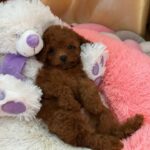 Nolan-male-Poodle-puppy-for-sale-4