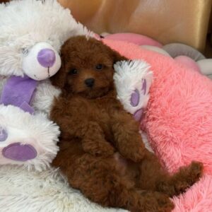 Nolan Toy Poodle Nolan Toy Poodle