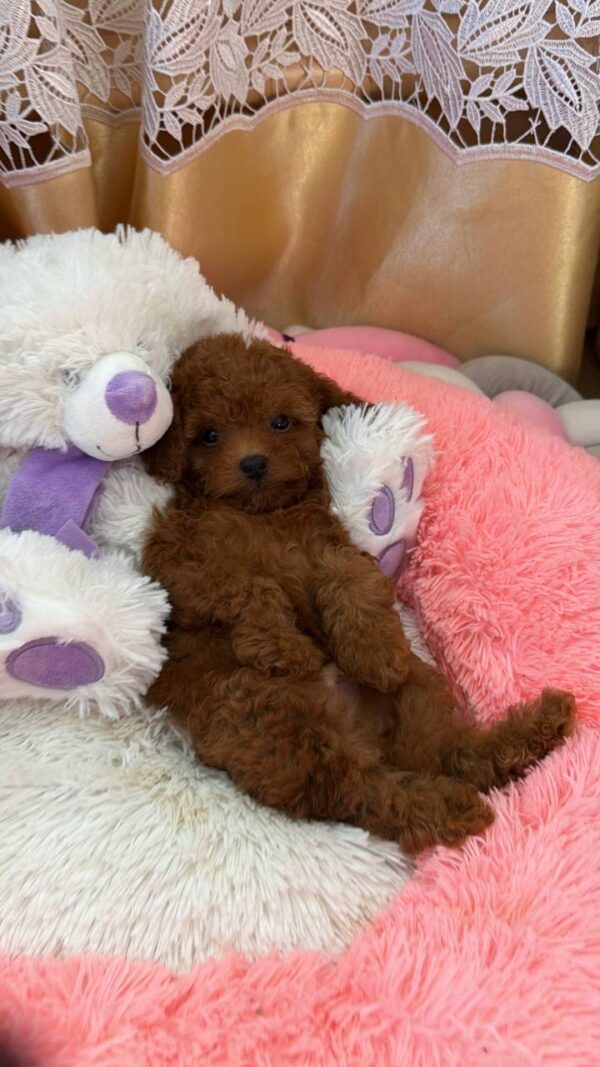 Nolan Toy Poodle Nolan Toy Poodle