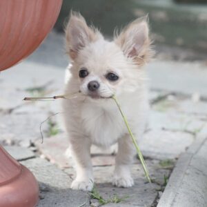 Parker Chihuahua Parker Chihuahua