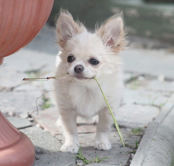 Parker Chihuahua Parker Chihuahua
