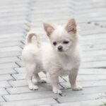 Parker-male-Chihuahua-puppy-for-sale-2