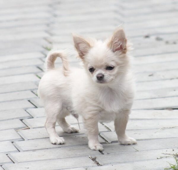 Parker Chihuahua Parker Chihuahua