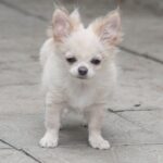 Parker-male-Chihuahua-puppy-for-sale-3