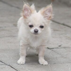 Parker Chihuahua Parker Chihuahua
