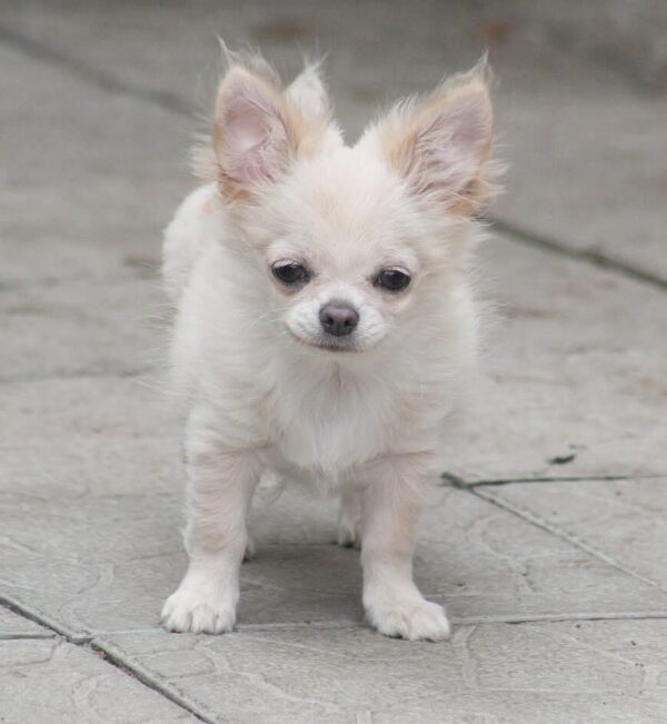 Parker Chihuahua Parker Chihuahua