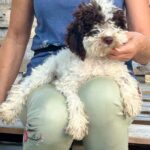 Pearl female Lagotto Romagnolo puppy for sale1