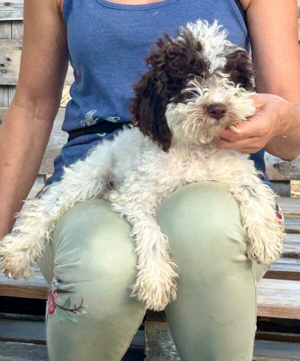 Pearl Lagotto Romagnolo Pearl Lagotto Romagnolo