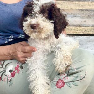 Pearl Lagotto Romagnolo Pearl Lagotto Romagnolo