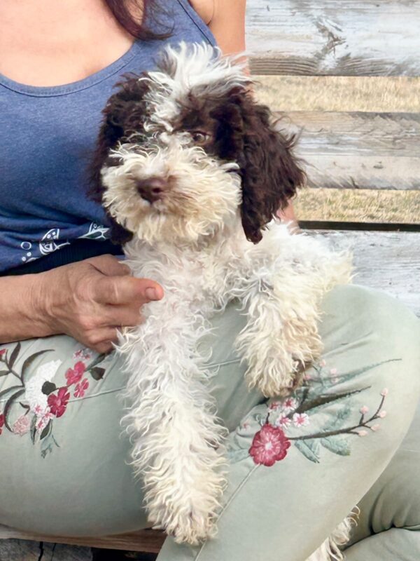 Pearl Lagotto Romagnolo Pearl Lagotto Romagnolo