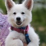 Pinkie-female-wss-puppy-for-sale- (1)