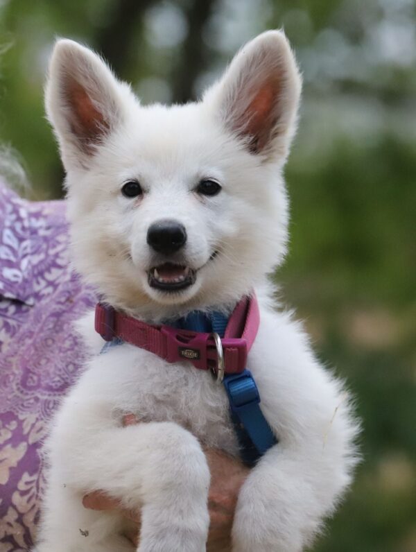 Pinkie White Swiss Shepherd Pinkie White Swiss Shepherd