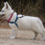 Pinkie-female-wss-puppy-for-sale- (2)