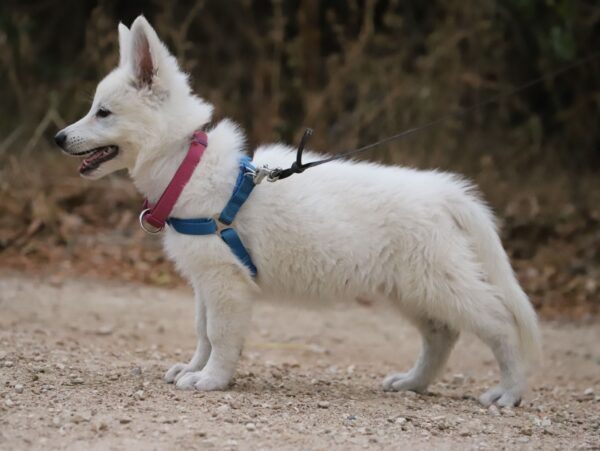 Pinkie White Swiss Shepherd Pinkie White Swiss Shepherd