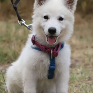 Pinkie White Swiss Shepherd Pinkie White Swiss Shepherd