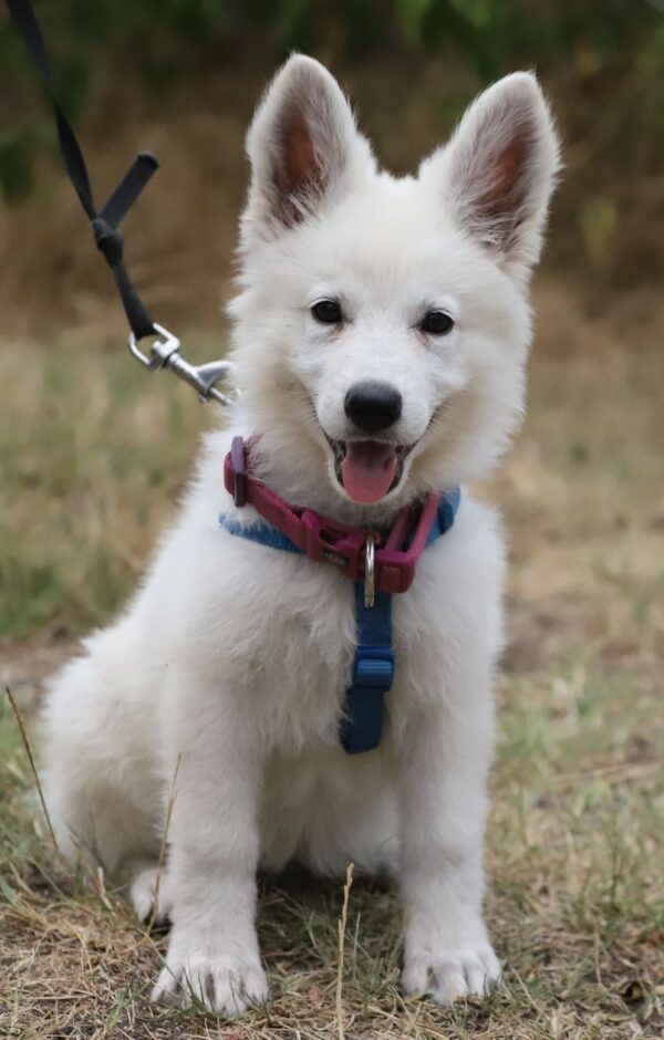 Pinkie White Swiss Shepherd Pinkie White Swiss Shepherd
