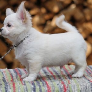 Preston Chihuahua Preston Chihuahua