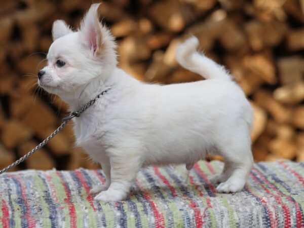 Preston Chihuahua Preston Chihuahua