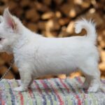 Preston-male-Chihuahua-puppy-for-sale-2