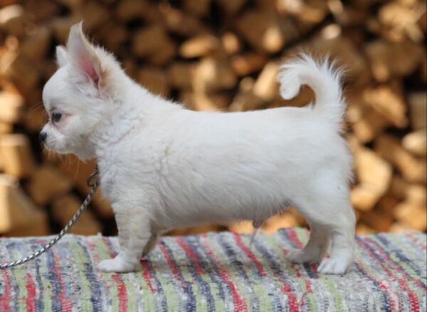 Preston Chihuahua Preston Chihuahua