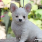 Preston-male-Chihuahua-puppy-for-sale-3