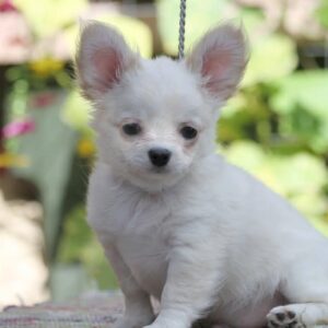 Preston Chihuahua Preston Chihuahua