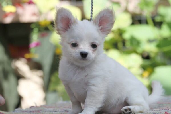 Preston Chihuahua Preston Chihuahua