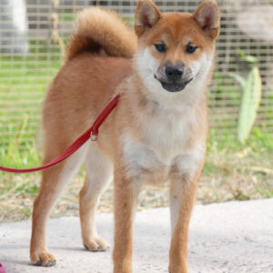 Quest Shiba Inu Quest Shiba Inu