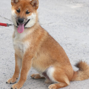 Quest Shiba Inu Quest Shiba Inu