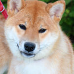 Quincy-female-Shiba-Inu-puppy-for-sale-1