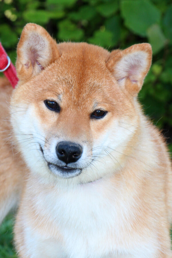 Quincy Shiba Inu Quincy Shiba Inu