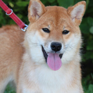 Quincy Shiba Inu Quincy Shiba Inu