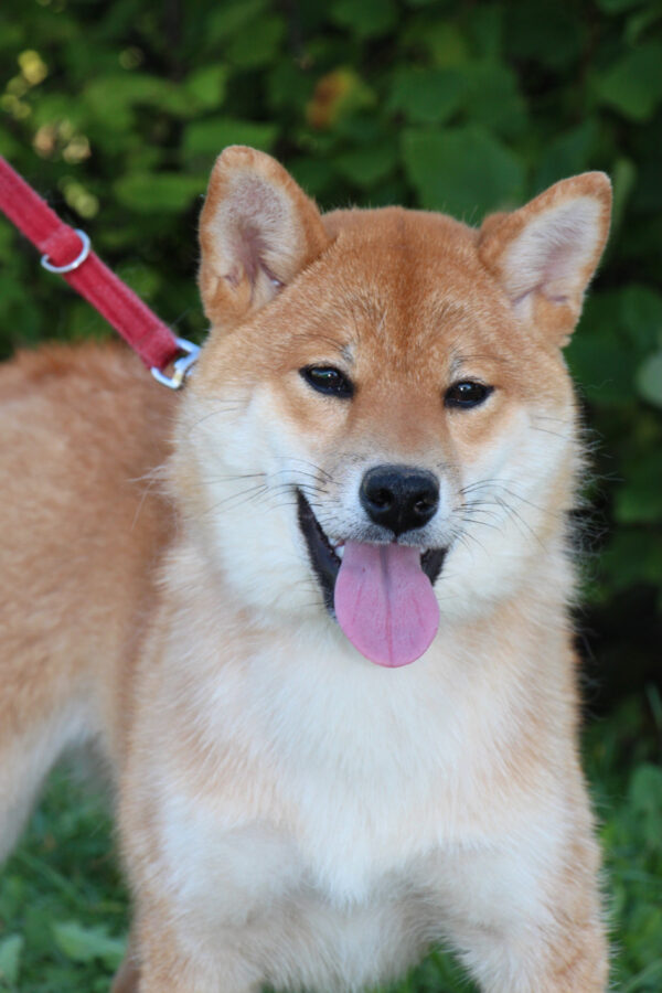 Quincy Shiba Inu Quincy Shiba Inu