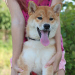 Quincy-female-Shiba-Inu-puppy-for-sale-3