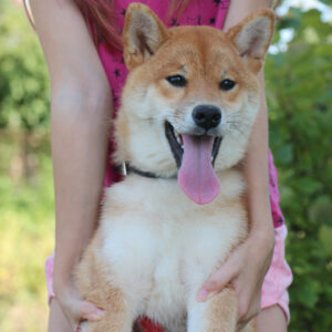 Quincy Shiba Inu Quincy Shiba Inu