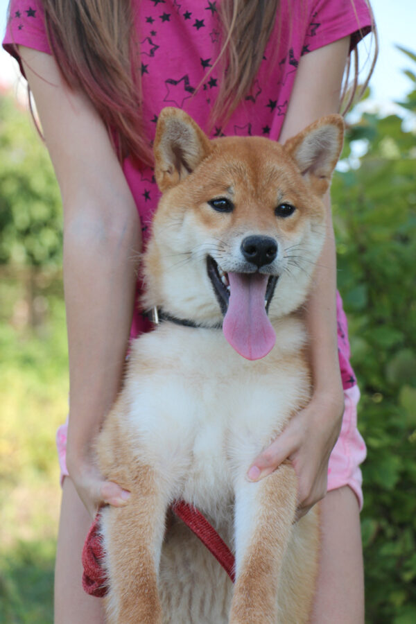 Quincy Shiba Inu Quincy Shiba Inu