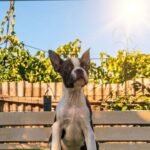 Rada-female-Boston-Terrier-puppy-for-sale-1