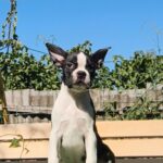 Rada-female-Boston-Terrier-puppy-for-sale-2