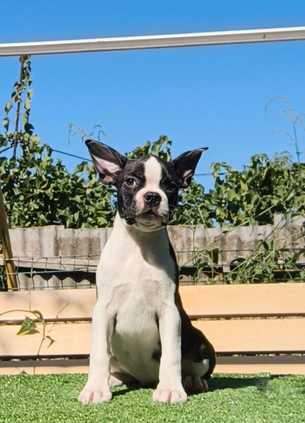 Rada Boston Terrier Rada Boston Terrier