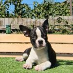 Rada-female-Boston-Terrier-puppy-for-sale-3