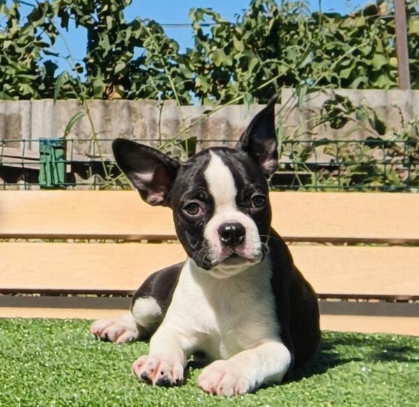 Rada Boston Terrier Rada Boston Terrier