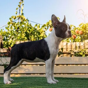 Rada Boston Terrier Rada Boston Terrier