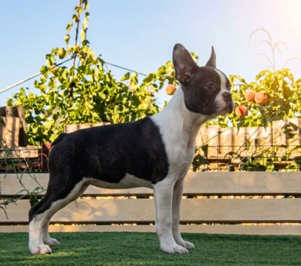 Rada Boston Terrier Rada Boston Terrier