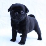 Raphael-male-Pug-puppy-for-sale-1