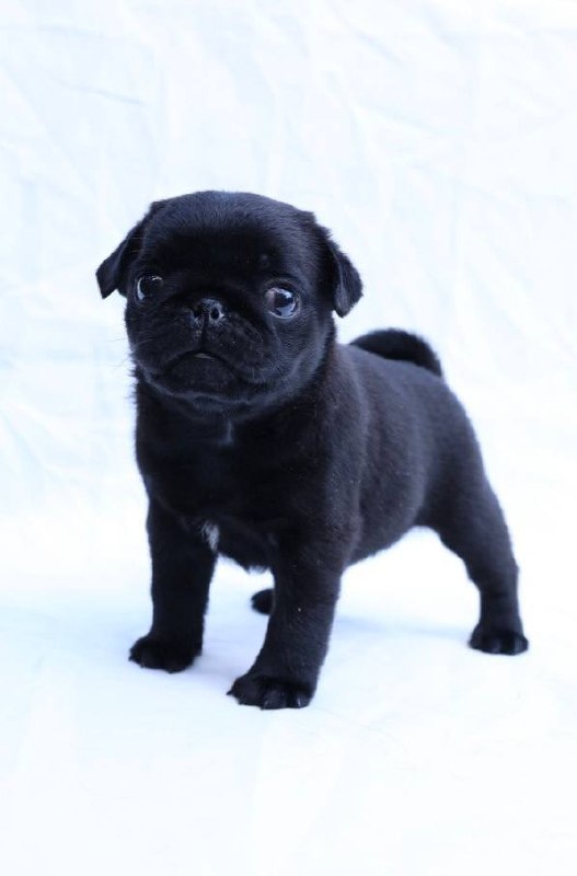 Raphael Pug Raphael Pug