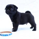 Raphael-male-Pug-puppy-for-sale-2