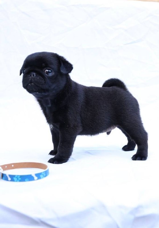 Raphael Pug Raphael Pug
