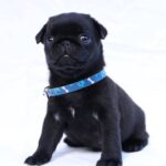 Raphael-male-Pug-puppy-for-sale-3