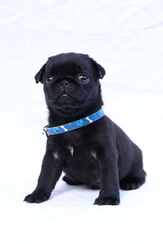 Raphael Pug Raphael Pug